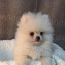 따스하개 이미지