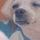 프라하네일