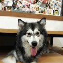 프란다스애견 이미지