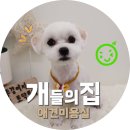 개들의 집 펫살롱 이미지