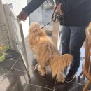 엘로이펫(L.ROYpet) 이미지