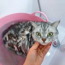 그루밍공화국 이미지