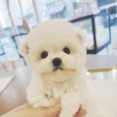 펫 탑 클래스 네이버블로그