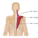 ♠ 승모근(등세모근) TRAPEZIUS 이미지