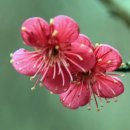 산유화