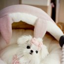 The best puppy 이미지