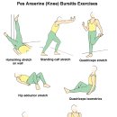 Pes Anserine (Knee) Bursitis Rehabilitation Exercises 이미지