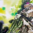 자연으로(의) 회귀 이미지