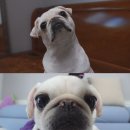 보미농장 이미지