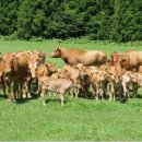 신김포농협(하성지점) 이미지