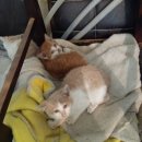 야옹동물병원 이미지