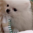 오하이독 안심분양센터 김포점 | 김포강아지분양 드림독 강아지분양 안심분양센터 김포점 초보자 위한 품종 선택부터 건강 관리까지 단계...