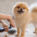 신트리로56번길 이미지