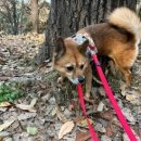 당당하개 이미지