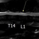 본 동물메디컬센터 외과동물병원 이미지