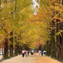 시기 1길 | 전남 담양 메타세콰이어길 가을 단풍 시기 추천 애견동반 여행 후기