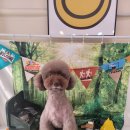 깐쵸네 애견서비스 이미지