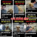 빨개빨개 | 김해 대형견 출장 목욕 [ 멍빨DAY ] 개 장수에게 끌려가 기적처럼 살아 돌아온 진도 믹스 그로 인해...