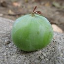 코난 태양광발전소 이미지