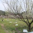 양동농장 이미지