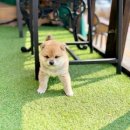 인천강아지분양 고양이분양 24시 데려가개 청라점 이미지