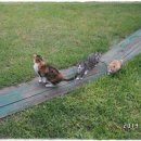 고양이천국 이미지