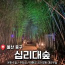 울산 태화강국가정원 은하수길 야경 <십리대숲> 후기