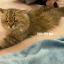 반갑다 창문밖 고양이 이미지