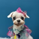 위위그루밍 이미지