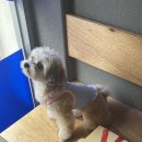 멍멍앤쿡 이미지