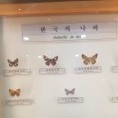 한국나비