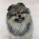 카우만 동물병원 이미지