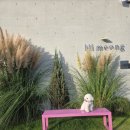 하이, 멍 | 부산애견카페 하이멍에서 댕댕이랑 힐링하고 온 후기