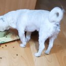 빨간모자 이미지