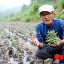 와송 재배법 (가저온글) 이미지