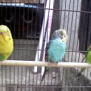 구로애조원 이미지