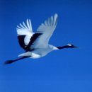 두루미202 이미지