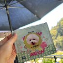 포우포우 반려견 유치원 이미지