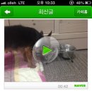 나나리펫하우스 이미지