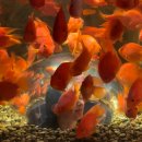 비비아나 케이크 | 단양 2박 3일 여행기 - 패러글라이딩 여행 🪂