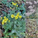 촌부의 단상-모닝가든 예초기 작업 이미지