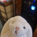 꼬꼬마인형뽑기방 이미지