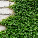 하늘담쟁이 이미지