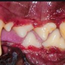 분당24시동물의료센터 이미지