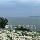 부안마실길 | 부안 변산마실길 샤스타데이지 꽃명소 : 실시간 현황, 주차장, 포토존