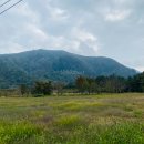 나리식당 이미지