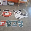모할고양 | 대전 고양이카페 모할고양 만족후기