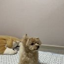 아가단 펫 살롱 네이버블로그