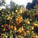 봉양농장2 이미지