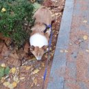 독카펫택시 이미지